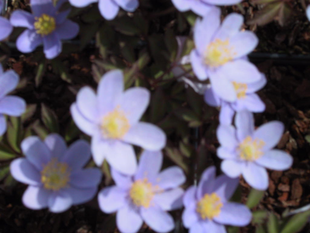 Anemone nemorosa Robinsoniana2.jpg